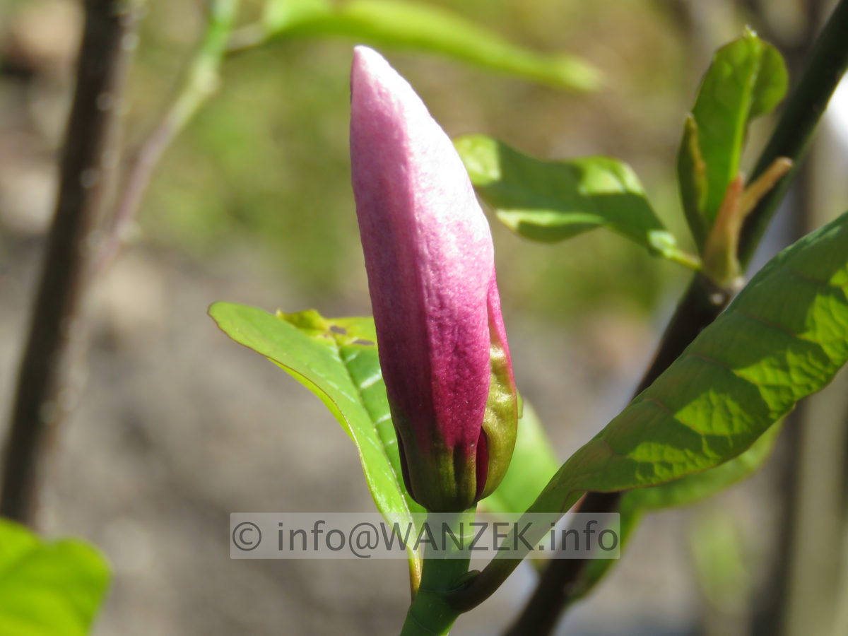Magnolia fraseri Galaxy - geschlossen 01.JPG